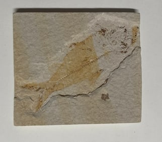 Green River Fossil Fish Mold