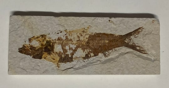 Green River Fossil Fish Mold
