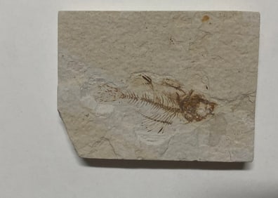 Green River Fossil Fish Mold