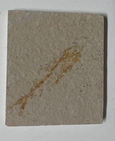 Green River Fossil Fish Mold