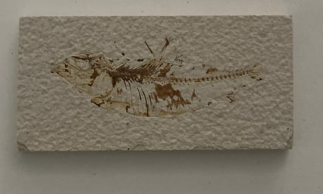Green River Fossil Fish Mold