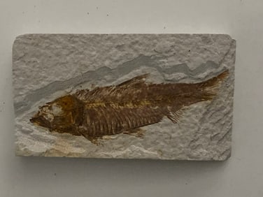 Green River Fossil Fish Mold