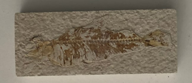 Green River Fossil Fish Mold