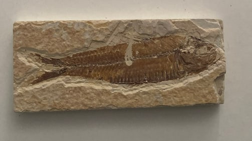 Green River Fossil Fish Mold