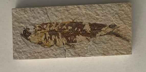 Green River Fossil Fish Mold