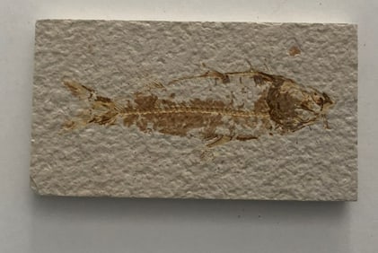 Green River Fossil Fish Mold