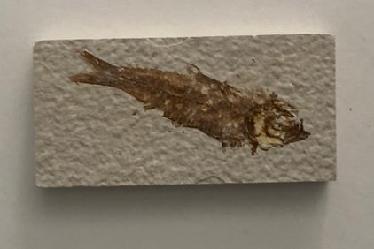Green River Fossil Fish Mold