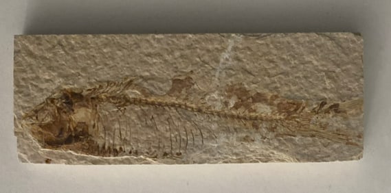 Green River Fossil Fish Mold