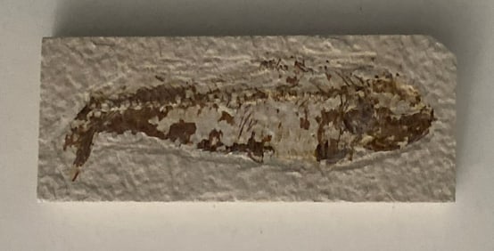 Green River Fossil Fish Mold