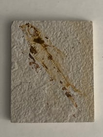 Green River Fossil Fish Mold