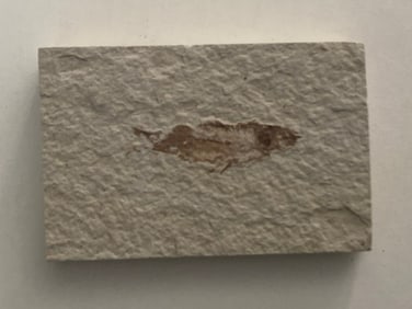 Green River Fossil Fish Mold