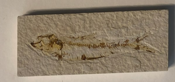 Green River Fossil Fish Mold