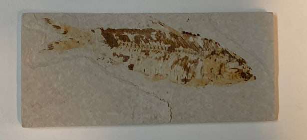Green River Fossil Fish Mold