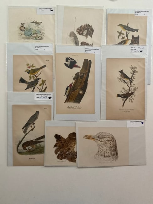 Antique Bird Ornithology Lithograph Lot: See pics for descripitonEach measures 9.25x6