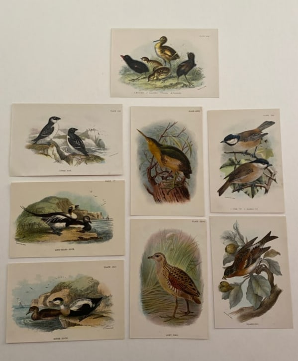 Antique Bird Ornithology Lithograph Lot: See pics for descriptioneach measures roughly 6.75×4.5