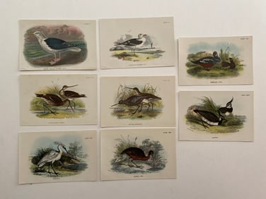 Antique Bird Ornithology Lithograph Lot