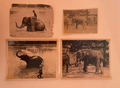 Antique's Brown Brothers Burmese Elephants Bathing Photos (4)