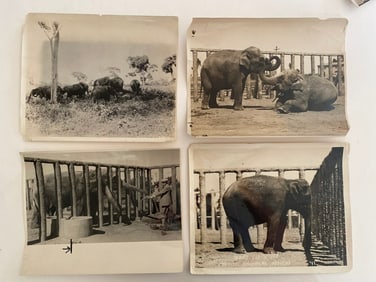 Brown Brothers Original Elephant Early San Diego Zoo Photographs (4)