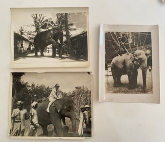 Brown Brothers Original Elephant Photographs