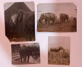 Brown Brothers Original Elephant Photographs (4)