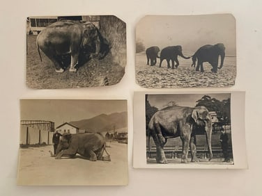 Brown Brothers Original Elephant Photographs (4)