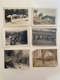 Brown Brothers Original Elephant Photographs (6)