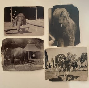 Brown Brothers Original Elephant Photographs (4)
