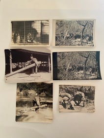 Brown Brothers Original Elephant Photographs (6)