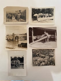 Brown Brothers Original Elephant Photographs (6)