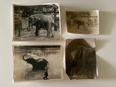 Elephants Bathing Brown Brothers Original Photographs (4)