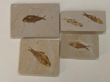 Green River Fossil Fish Mold (4)