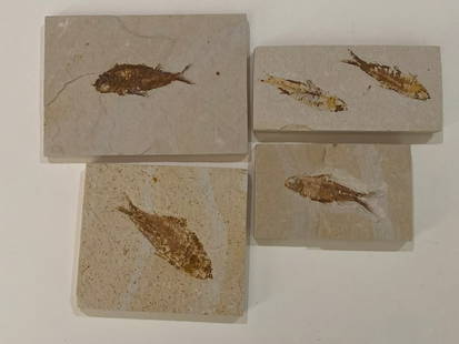 Green River Fossil Fish Mold (4): Offered here is a remarkable set of four Green River Formation fossil fish molds, each preserving the exquisite detail of ancient aquatic life from over 50 million years ago. These natural impressions