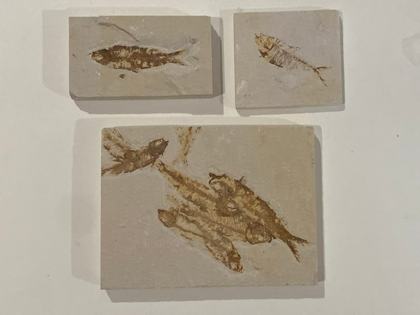 Green River Fossil Fish Mold (4) (1 of 1)