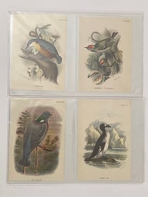 19th Century Ornithology Bird Lithographs