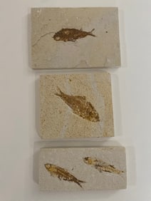 Green River Pre-Historic Fish Molds
