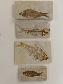 Green River Pre-Historic Fish Molds