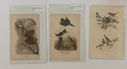 19th Century Bird Ornithology Lithographs (3)