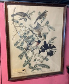 Audobon 1927 Rose Breasted Grosbeak Lithograph