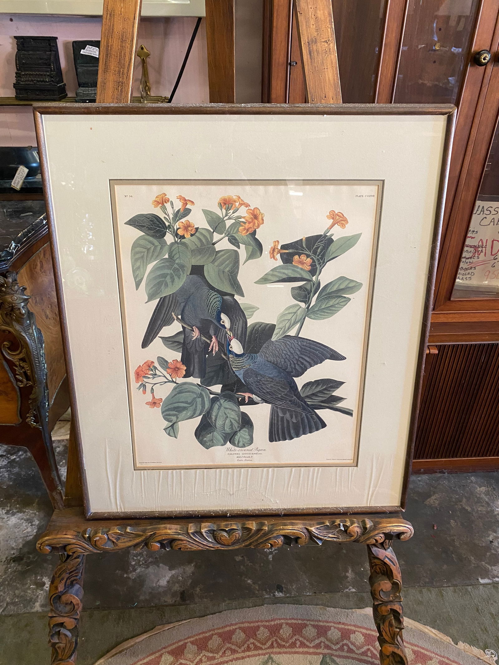 Audobon 1927 White Crowned Pigeon Litograph CLXXVII (1 of 3)