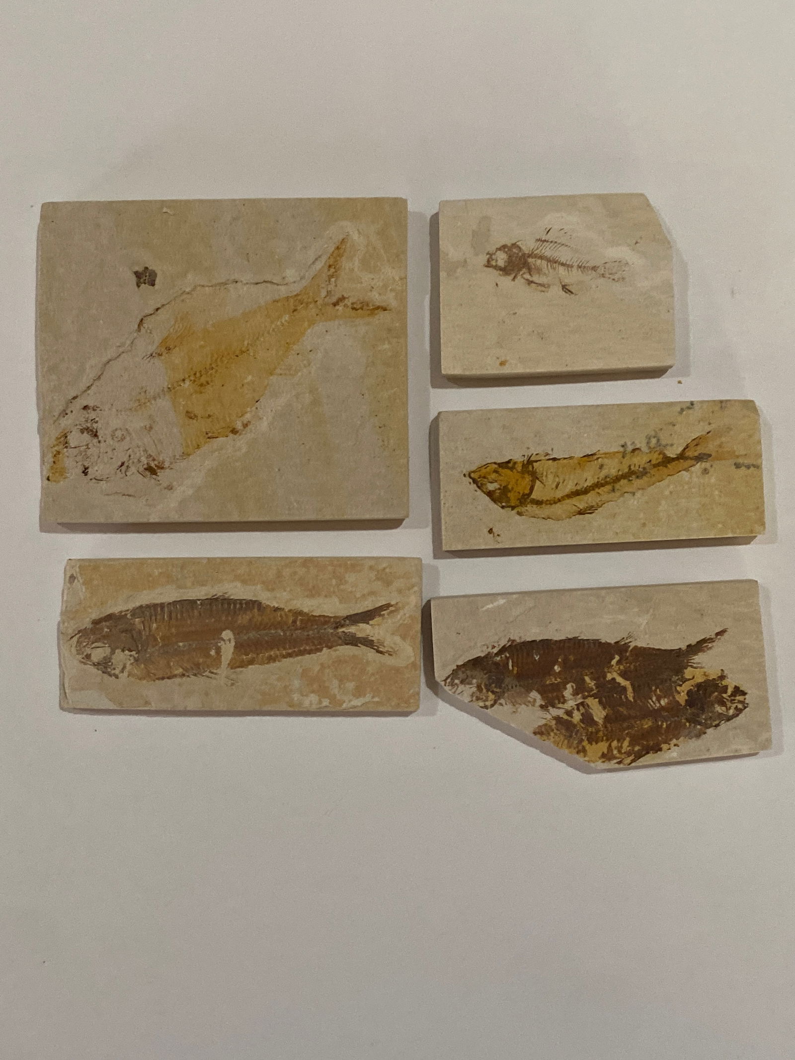 Ancient Green River Fossil Fish Molds: 5 molds