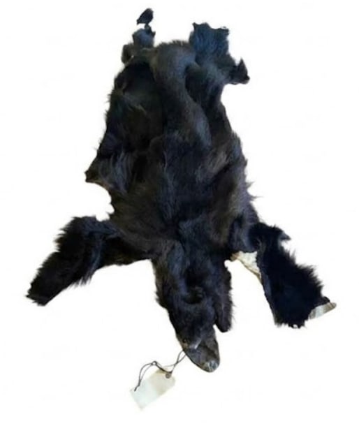 Vintage Montana Bear Skin (1 of 5)