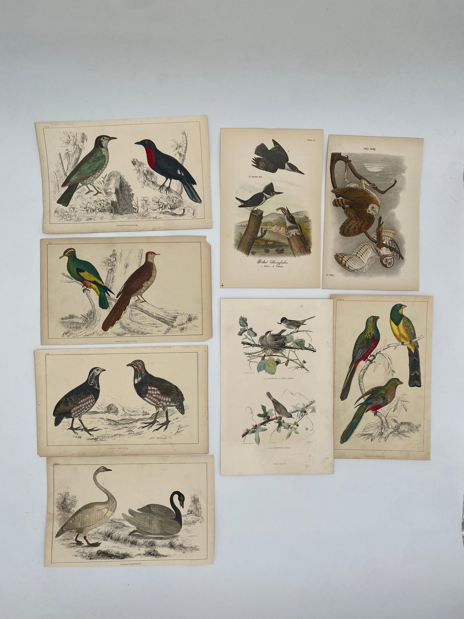 19th Century Ornithological Bird Lithographs: varying sizes