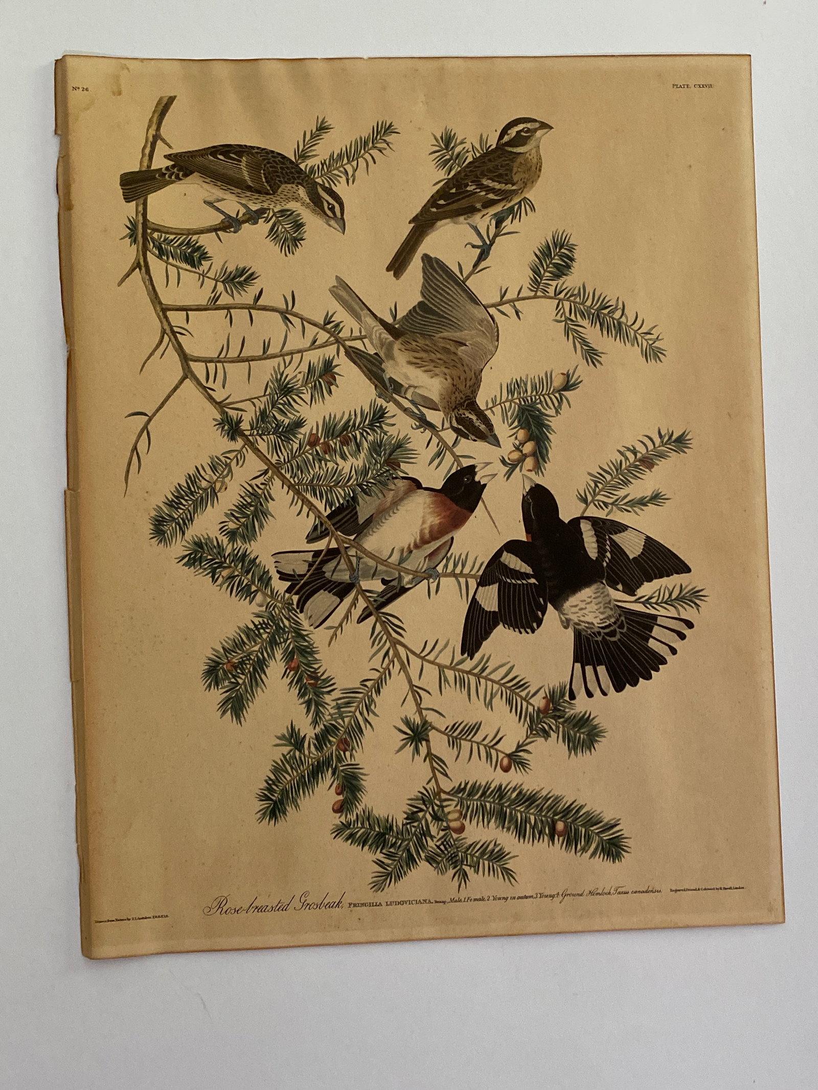 Antique JJ Audubon Rose Breasted Grosbeak Bird Lithograph: measures 20x16