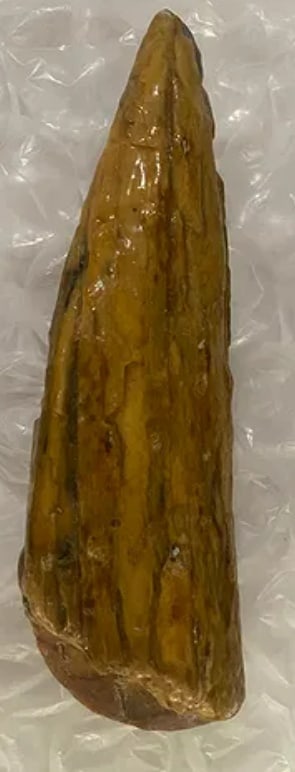 Ancient Greek BCE Shipwreck Found Trident Coin - 3