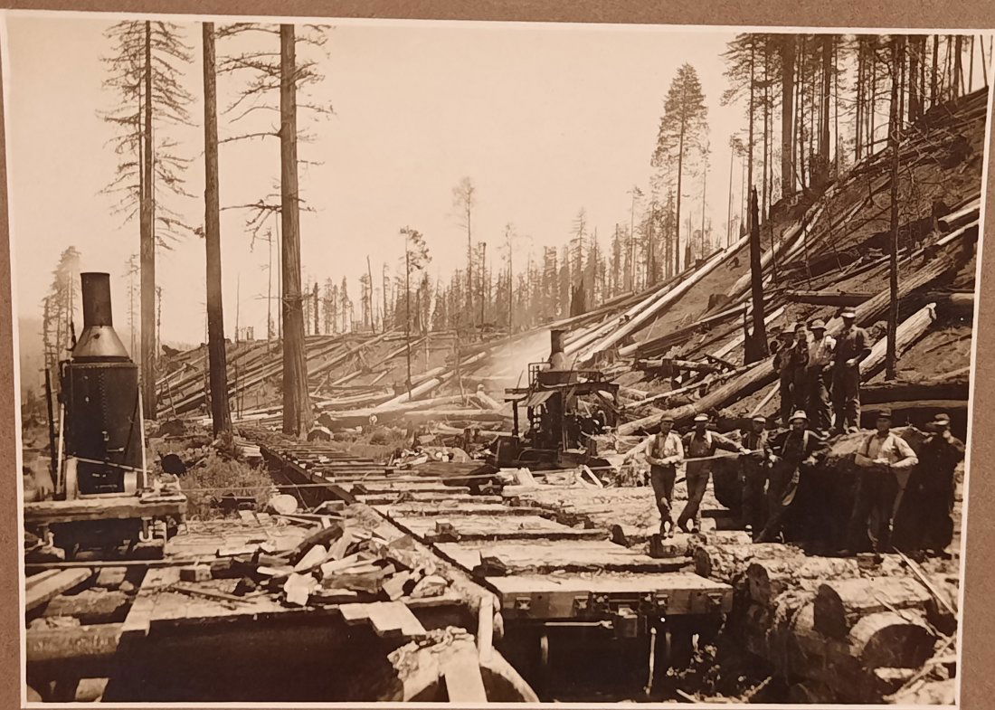 Early Historic Antique California Redwood Forest Lumberjacks Photograph Circa 1900 (1 of 9)