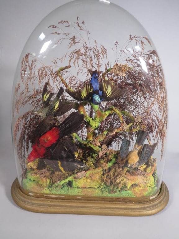 Taxidermy Bird Display Under Glass Dome (1 of 3)