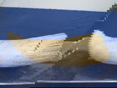 Sperm Whale Tooth