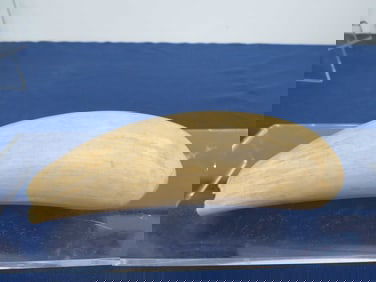 Shark Tooth