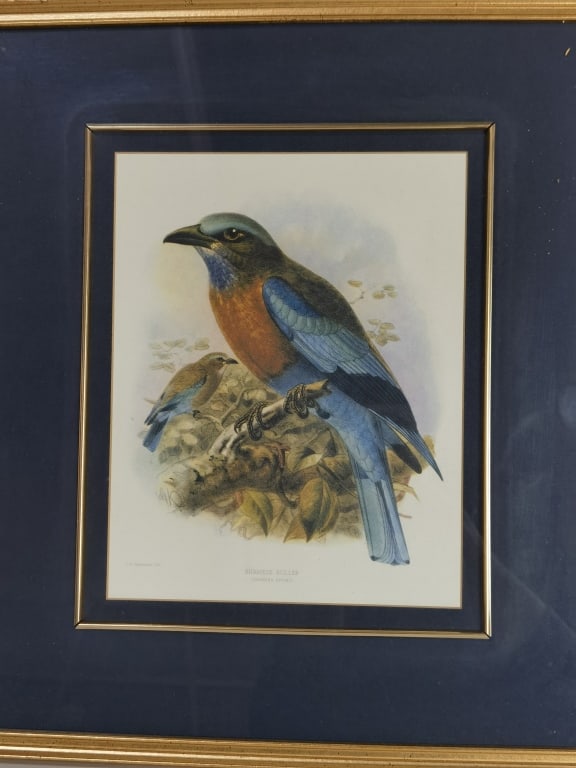 J.G. Keulemans Lith. Burmese Roller Print (1 of 6)