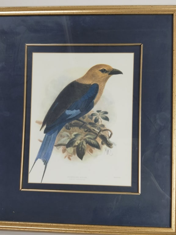 J.G. Keulemans Lith. Bluebellied Roller Print (1 of 6)